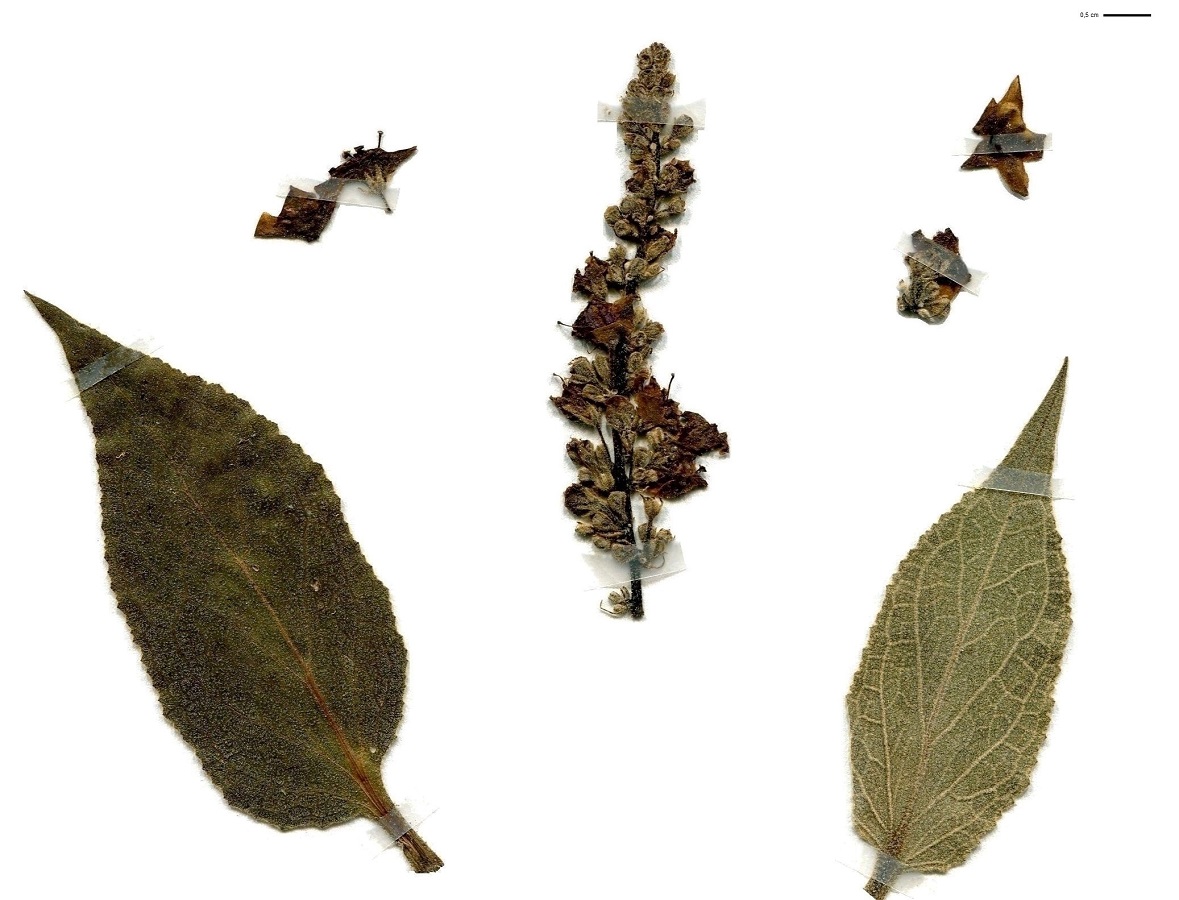 Verbascum nigrum subsp. nigrum (Scrophulariaceae)